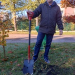 Dzień Drzewa w Zawierciu  (7).jpg