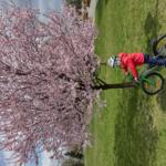 Dziecko na rowerze na tle kwitnącego drzewa owocowego. Zdjęcie Wiosna, ach to Ty Pawła Szojdy.