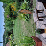 The garden of the winner of the 