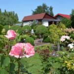 Award-winning allotment gardens from the competition.