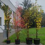 Four tree saplings against the backdrop of the preschool building.