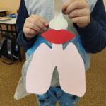 A set for building a paper model of lungs.