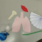 A set for building a paper model of lungs.